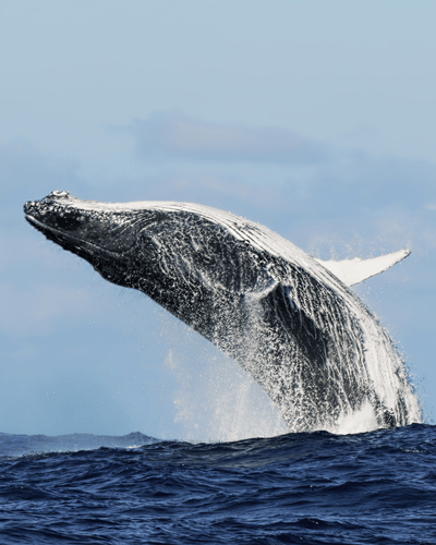 Whale and Dolphin Watching in Mirissa