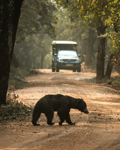 Wilpattu National Park Day Tour