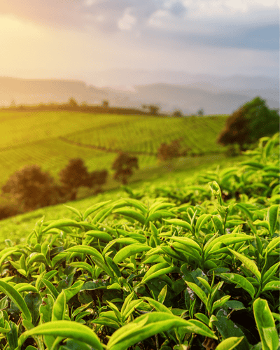 Handunugoda Tea Estate & Cinnamon Experience