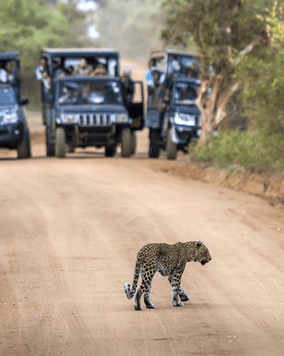Yala National Park Day Tour